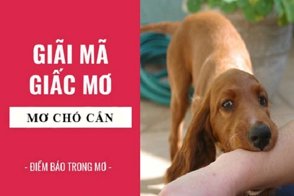 Nằm mơ thấy chó cắn là điềm tốt hay điềm xấu?