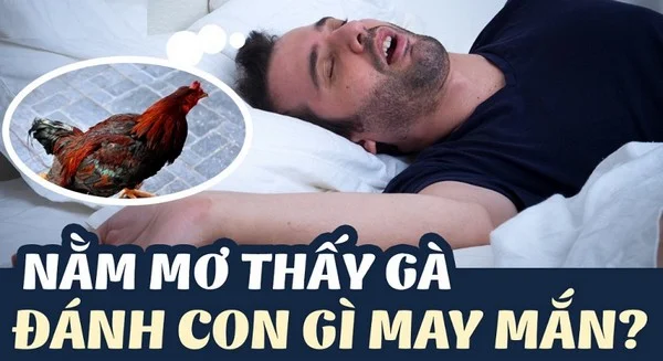 Nằm mơ thấy gà đánh con gì dễ trúng?