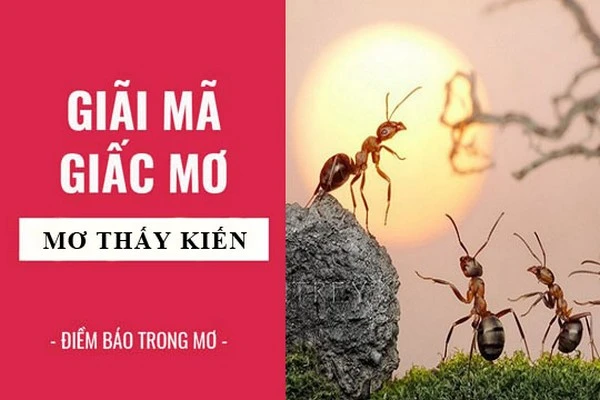 Ngủ mơ thấy kiến có ý nghĩa gì?