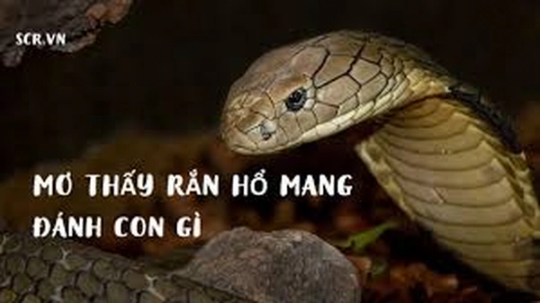 Mơ thấy rắn hổ mang đánh con gì